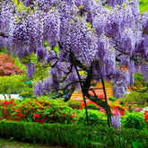 Wisteria Tree