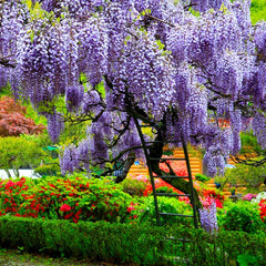 Wisteria Tree