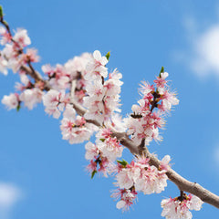 Gold Kist Apricot Tree