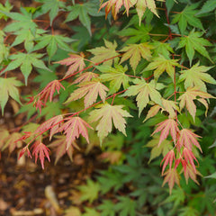 Hot Chana® Japanese Maple Tree