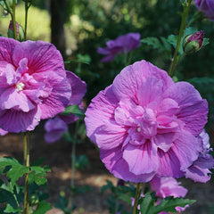 Proven Winners® Dark Lavender Chiffon® Rose of Sharon Althea