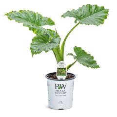 Emerald Isle Alocasia