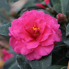 Camellia 'Shi-Shi Gashira' Shrub