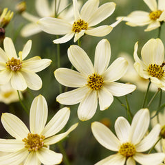 Moonbeam Coreopsis Plant