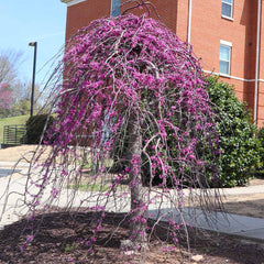 Cascading Hearts Redbud Tree