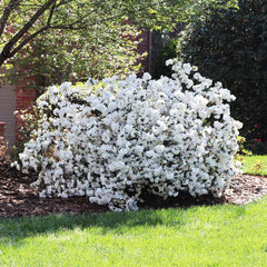 Delaware Valley White Azalea