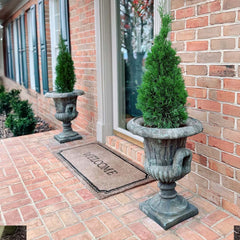 Emerald Squeeze™ Thuja Tree
