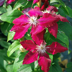 Rebecca Clematis