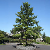 Swamp White Oak Tree