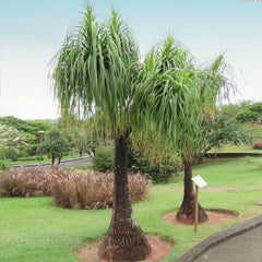 Ponytail Palm