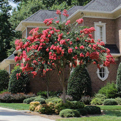 Tuscarora Crape Myrtle Tree