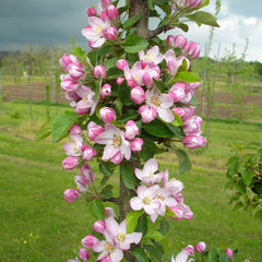3-in-1 Fruit Snacks® Columnar Apple Tree