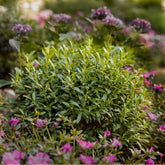 Proven Winners® Gem Box® Holly Shrub