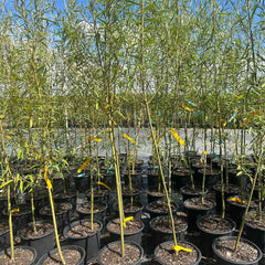 Willow Hybrid Tree