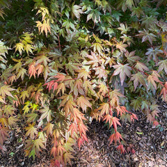 Hot Chana® Japanese Maple Tree
