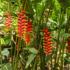 Lobster Claw Plant