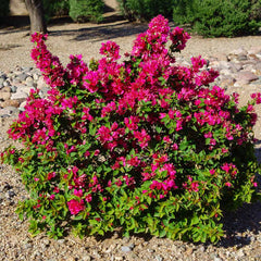 Barbara Karst Bougainvillea Shrub