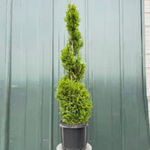 Emerald Spiral Thuja Tree