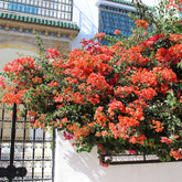 Sundown Orange Bougainvillea Vine