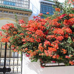 Sundown Orange Bougainvillea Vine