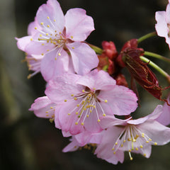 Pink Flair® Cherry Tree