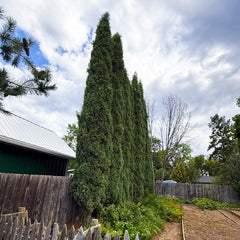 Woodward Juniper Tree