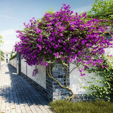 New River Purple Bougainvillea Tree