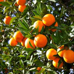 Valencia Orange Bush
