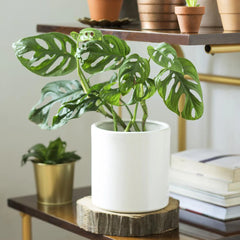 Monstera Adansonii