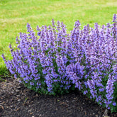Proven Winners® Nepeta 'Cat’s Pajamas' Catmint