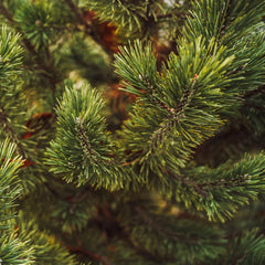 Tannenbaum Mugo Pine