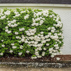 Chinese Snowball Bush