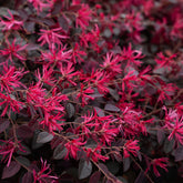 Bloomables® Cerise Charm Loropetalum