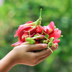 Hummingbird Tree