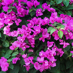 New River Purple Bougainvillea Tree