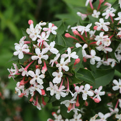 Proven Winners® Sweet Emotion Blaze™ Abelia