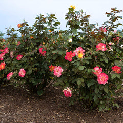 Bloomables® Sunset Horizon Rose