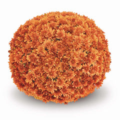 Orange Belgian Mums®