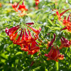 Bells of Fire™ Tecoma Plant