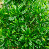 Emerald Ice Green Hopbush Shrub