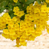 Sundance Tecoma Plant