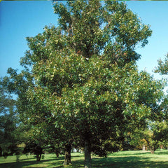 Nuttall Oak Tree