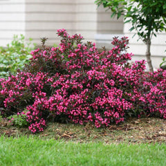 Proven Winners® Spilled Wine® Weigela Shrub