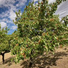Chinese Mormon Apricot Tree
