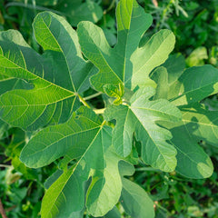 Violette de Bordeaux Fig Tree - USDA Organic