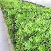 Pringles Dwarf Podocarpus
