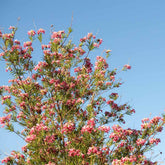 Bubba Desert Willow
