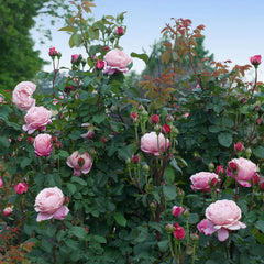 Cathedral Bells® Rose Shrub