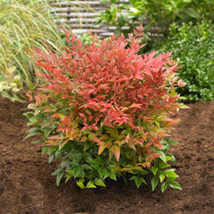 Southern Living® Obsession Nandina Shrub