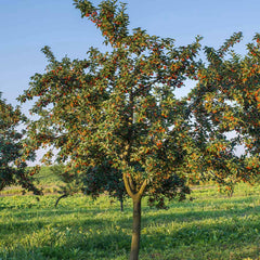 Rainier Cherry Tree